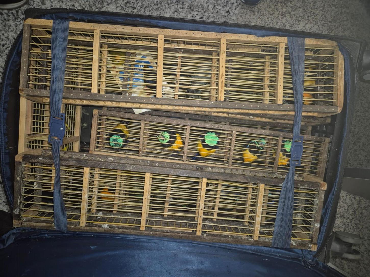 Ação integrada da PCAL e Polícia Federal apreende 42 aves silvestres no aeroporto Zumbi dos Palmares