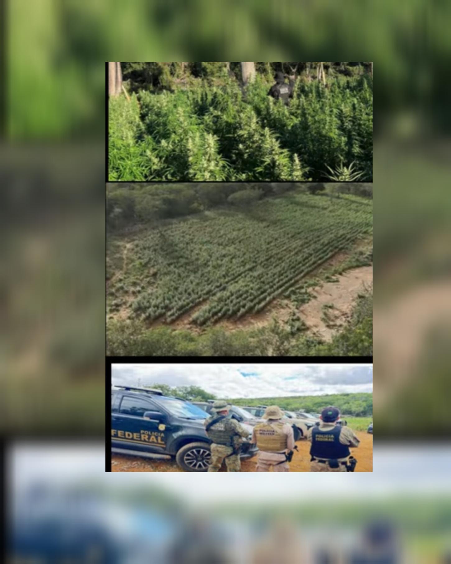 Fazenda de maconha é erradicada no norte da Bahia