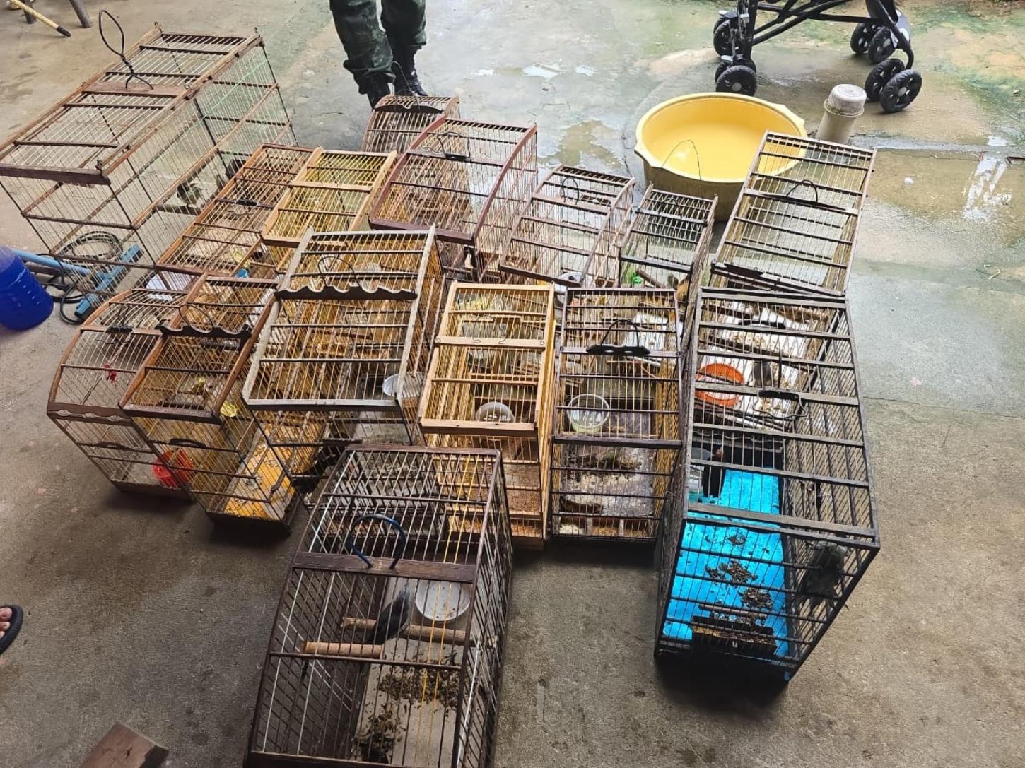 PM-AL resgata 89 aves silvestres durante fiscalização do Batalhão Ambiental no interior de Alagoas