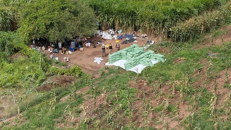 Polícia Federal apreende cerca de 2 toneladas de plantação de maconha nas proximidades de Delmiro Gouveia 