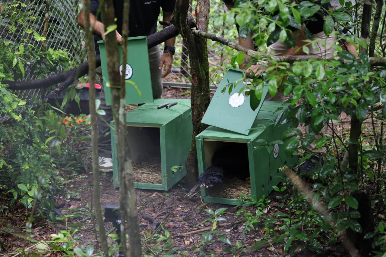 Soltura das aves MUTUM-DE-ALAGOAS