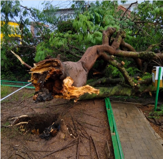 Ventania e chuva derrubam árvore e deixam uma pessoa ferida no Sertão de Alagoas